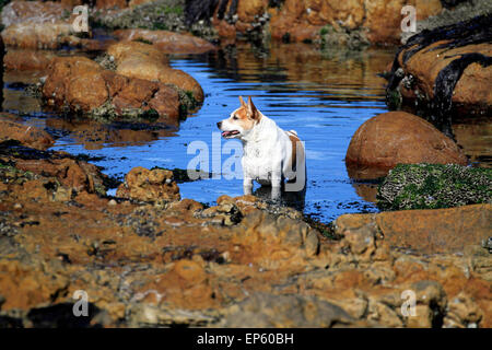 Kleiner Hund spielen in tidal Pool im Meer Dorf von Scarborough in der Nähe von Cape Town, Südafrika. Stockfoto