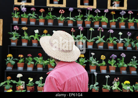 Person im Hut am Auricula Theater Display Spezialist Pflanze stehen in floral Festzelt an der RHS Chelsea Flower Show, Mai 2014 Stockfoto