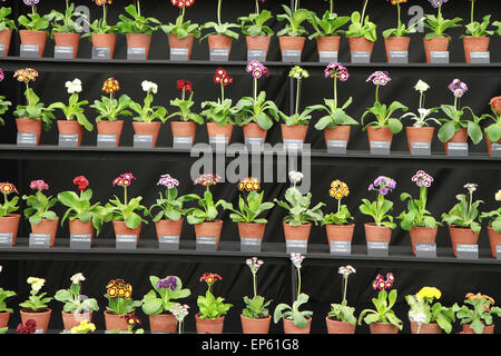 Auricula Theater Display Spezialist Pflanze stehen in floral Festzelt an der RHS Chelsea Flower Show, Mai 2014 Stockfoto