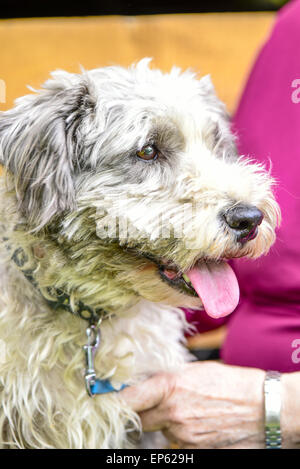 Terrier, Hund, Eggendorf, südlichen Niederösterreich, Niederösterreich, Österreich Stockfoto