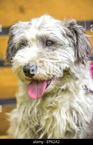 Terrier, Hund, Eggendorf, südlichen Niederösterreich, Niederösterreich, Österreich Stockfoto