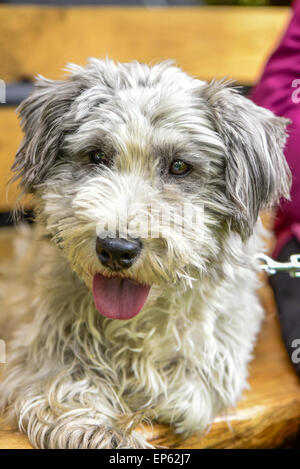 Terrier, Hund, Eggendorf, südlichen Niederösterreich, Niederösterreich, Österreich Stockfoto