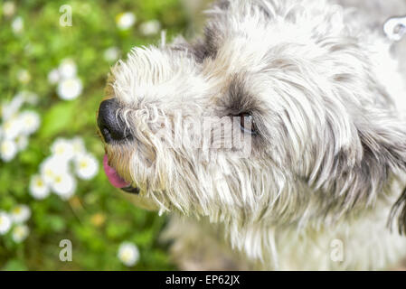 Terrier, Hund, Eggendorf, südlichen Niederösterreich, Niederösterreich, Österreich Stockfoto