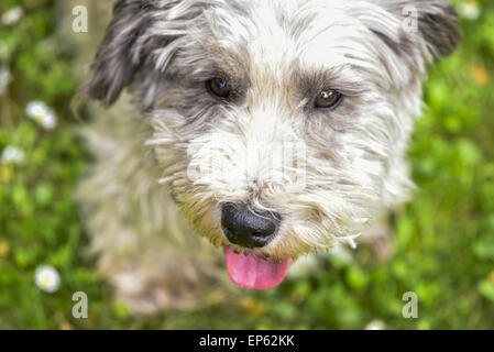 Terrier, Hund, Eggendorf, südlichen Niederösterreich, Niederösterreich, Österreich Stockfoto