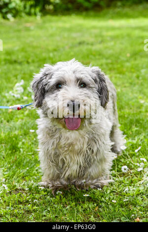 Terrier, Hund, Eggendorf, südlichen Niederösterreich, Niederösterreich, Österreich Stockfoto