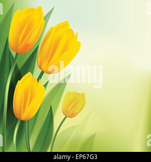 Gelbe Tulpen isoliert auf Hintergründe. Vektor-illustration Stock Vektor