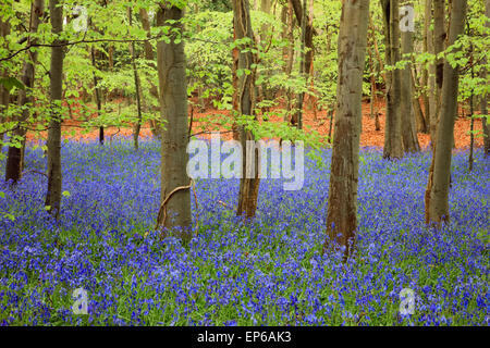 Native English Bluebells wachsen in der schönen Landschaft des ländlichen Bluebell Holz mit Buche Bäume im Frühling. West Stoke Chichester West Sussex England Großbritannien Stockfoto