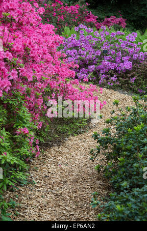 Hackschnitzel-Weg zwischen blühenden Rhododendron Büschen RHS Wisley Gardens, Surrey, England Stockfoto