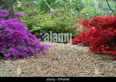 Hackschnitzel-Weg zwischen blühenden Rhododendron Büschen RHS Wisley Gardens, Surrey, England Stockfoto