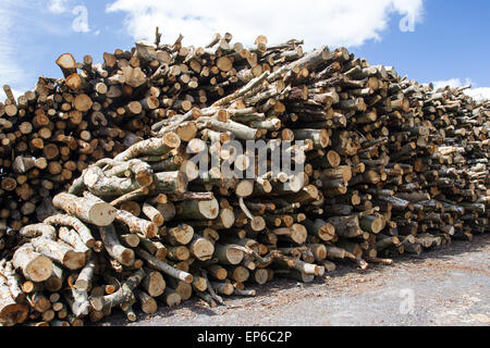 Ein Haufen von Schnitt meldet sich in der Sonne trocknen. Holzstapel aus nachhaltig bewirtschafteten Wäldern stammen. Gefällter Bäume geschlagenes Brennholz Stämme Stockfoto