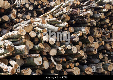 Ein Haufen von Schnitt meldet sich in der Sonne trocknen. Holzstapel aus nachhaltig bewirtschafteten Wäldern stammen. Holz Bäume Holzplatz Brennholz Protokolle Stockfoto