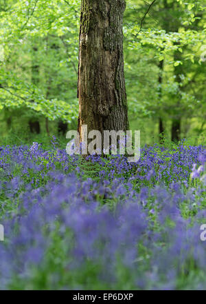 Eine Schneise der Glockenblumen wachsen Buchenwälder, weiß unten, Surrey Stockfoto