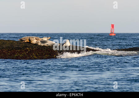 Seehunde (Phoca Vitulina) ruht auf Osten Bunker Felsvorsprung aus Mount Desert Island, Maine. Stockfoto