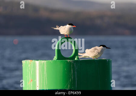 Zwei Küstenseeschwalben (Sterna Paradisaea) ruhen auf einer Navigations kann nur aus dem Ufer von Mount Desert Island, Maine. Stockfoto