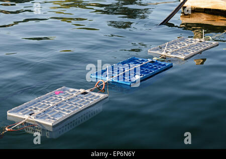 Hummer Fahrzeuge (Kisten in dem lebenden Hummern gespeichert sind) vor Anker aus dem Stadt-Dock auf wenig Cranberry Island, Maine. Stockfoto