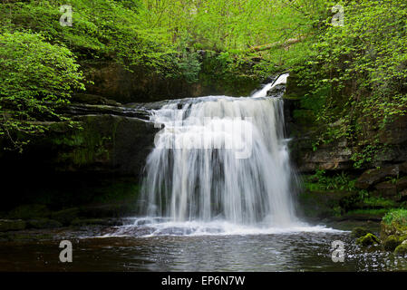 West-Burton-Fälle, Bishopdale, Yorkshire Dales National Park, England UK Stockfoto