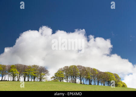 Einer von Bäumen gesäumten Ridge auf Exmoor National Park, Devon, England, UK Stockfoto
