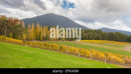 Landschaft mit Feldern der Weinberg im Yarra Valley, Victoria, Australien im Herbst Stockfoto