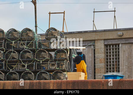 Entfernen von Fisch vom Fischer Netze neben Stapel von Hummer Töpfe auf Smeatons Pier St Ives Cornwall England Europa Stockfoto