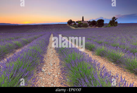 Lavendel Feld bei Sonnenuntergang in Valensole, Provence, Frankreich