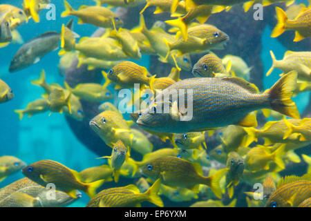 Gelbe Fische (Französisch Grunzen) im Aquarium Atlantis Hotel Resort. Nassau, Bahamas. Stockfoto