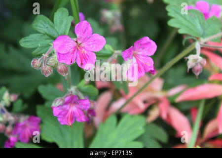 Rosa-violette Geranium Geraniaceae im Sommer Stockfoto