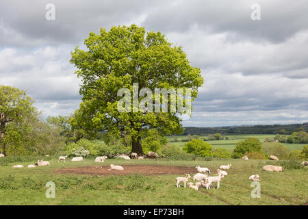 Schafe und Lämmer ruht in der Mittagssonne im Schatten der eine Reife Eiche, England, UK Stockfoto