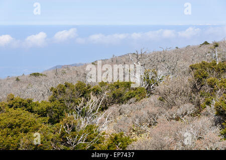 Landschaft mit Eiben, Blick vom Yeongsil Trail Kurs in Halla Mountain National Park in Insel Jeju, Korea. Stockfoto