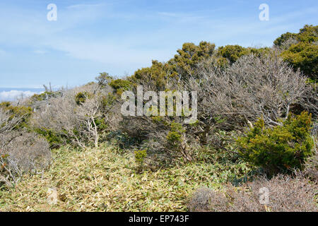 Landschaft mit Eiben, Blick vom Yeongsil Trail Kurs in Halla Mountain National Park in Insel Jeju, Korea. Stockfoto