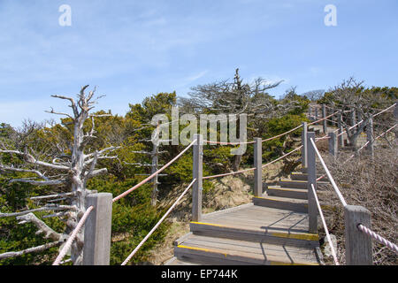 Landschaft mit Eiben, Blick vom Yeongsil Trail Kurs in Halla Mountain National Park in Insel Jeju, Korea. Stockfoto