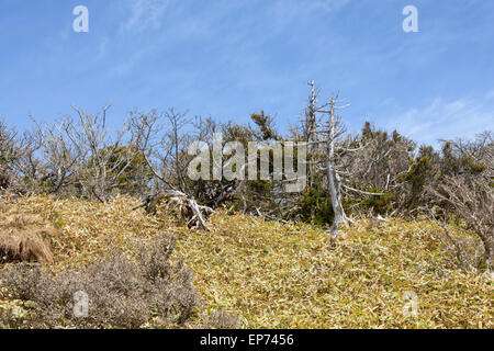 Landschaft mit Eiben, Blick vom Yeongsil Trail Kurs in Halla Mountain National Park in Insel Jeju, Korea. Stockfoto