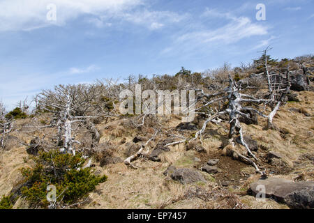 Landschaft mit Eiben, Blick vom Yeongsil Trail Kurs in Halla Mountain National Park in Insel Jeju, Korea. Stockfoto