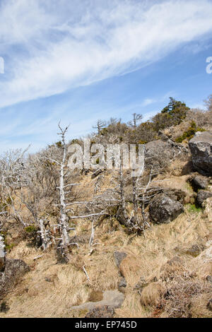 Landschaft mit Eiben, Blick vom Yeongsil Trail Kurs in Halla Mountain National Park in Insel Jeju, Korea. Stockfoto