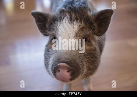 Haus Schwein Gesicht Nahaufnahme Stockfoto