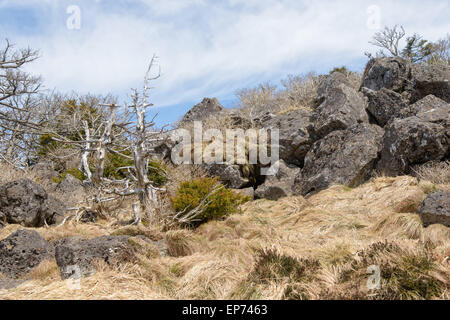 Landschaft mit Eiben, Blick vom Yeongsil Trail Kurs in Halla Mountain National Park in Insel Jeju, Korea. Stockfoto