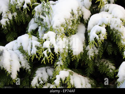 Schnee bedeckt die immergrüne Thuja Zweig im winter Stockfoto