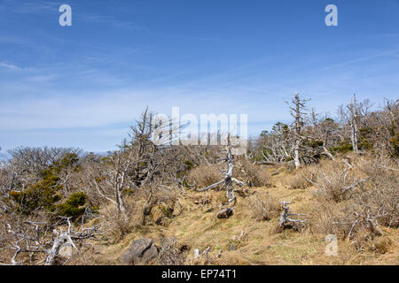 Landschaft mit Eiben, Blick vom Yeongsil Trail Kurs in Halla Mountain National Park in Insel Jeju, Korea. Stockfoto