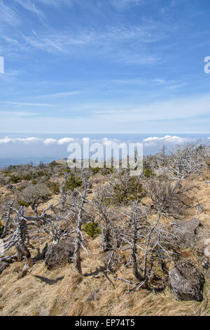 Landschaft mit Eiben, Blick vom Yeongsil Trail Kurs in Halla Mountain National Park in Insel Jeju, Korea. Stockfoto