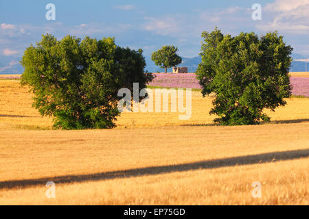 Weizenfeld in der Provence, Frankreich Stockfoto
