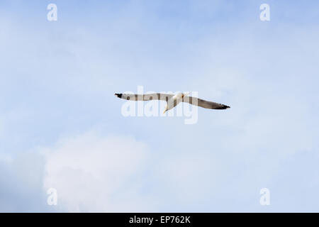 Rückseite des Seagull gleiten in einen blauen Himmel an einem sonnigen Tag. Stockfoto