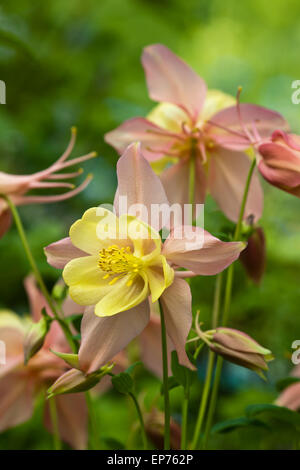 Aquilegia Vulgaris "Oregon" Stockfoto