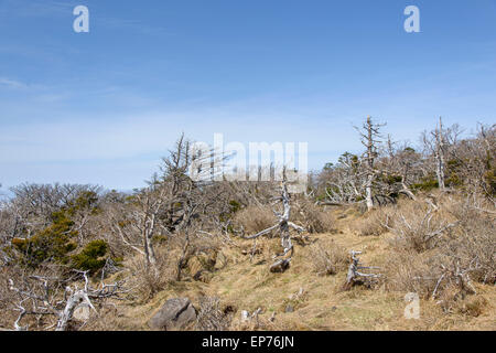 Landschaft mit Eiben, Blick vom Yeongsil Trail Kurs in Halla Mountain National Park in Insel Jeju, Korea. Stockfoto