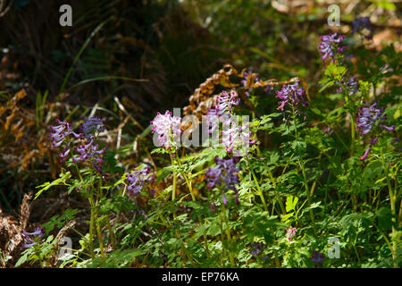 Nahaufnahme der lila Farbe Corydalis Incisa Blumen in einem Outdoor-im Frühling Stockfoto