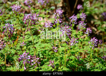 Nahaufnahme der lila Farbe Corydalis Incisa Blumen in einem Outdoor-im Frühling Stockfoto