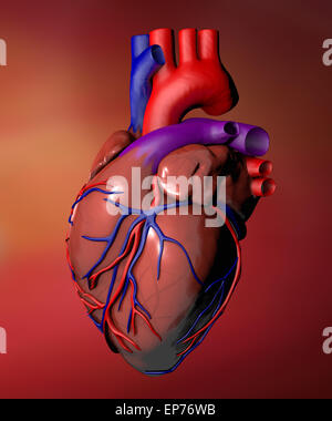 Herzanatomie auf rotem Grund Stockfoto