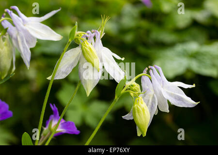 Blass blau Sämling von der UK native Akelei, Aquilegia vulgaris Stockfoto