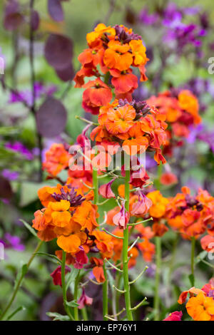 Bunten Blumen Blüte mehrjährige Mauerblümchen, Wegrauke "Apricot Twist" Stockfoto