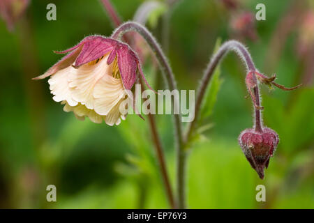 Nahaufnahme eines einzigen Blüte und Knospe von Wasser Avens, Geum rivale Stockfoto