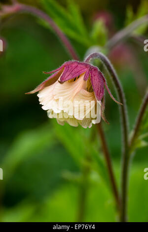 Nahaufnahme von einzelne Blume Wasser Avens, Geum rivale Stockfoto