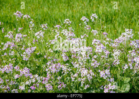 Nahaufnahme der lila Farbe Raphanus Sativus für. Raphnistroides MAK. Blumen in einem Feld in Gapado Insel der Insel Jeju, Korea. Stockfoto
